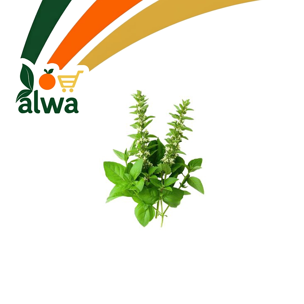 حبق في الإمام — علوة ALWA
